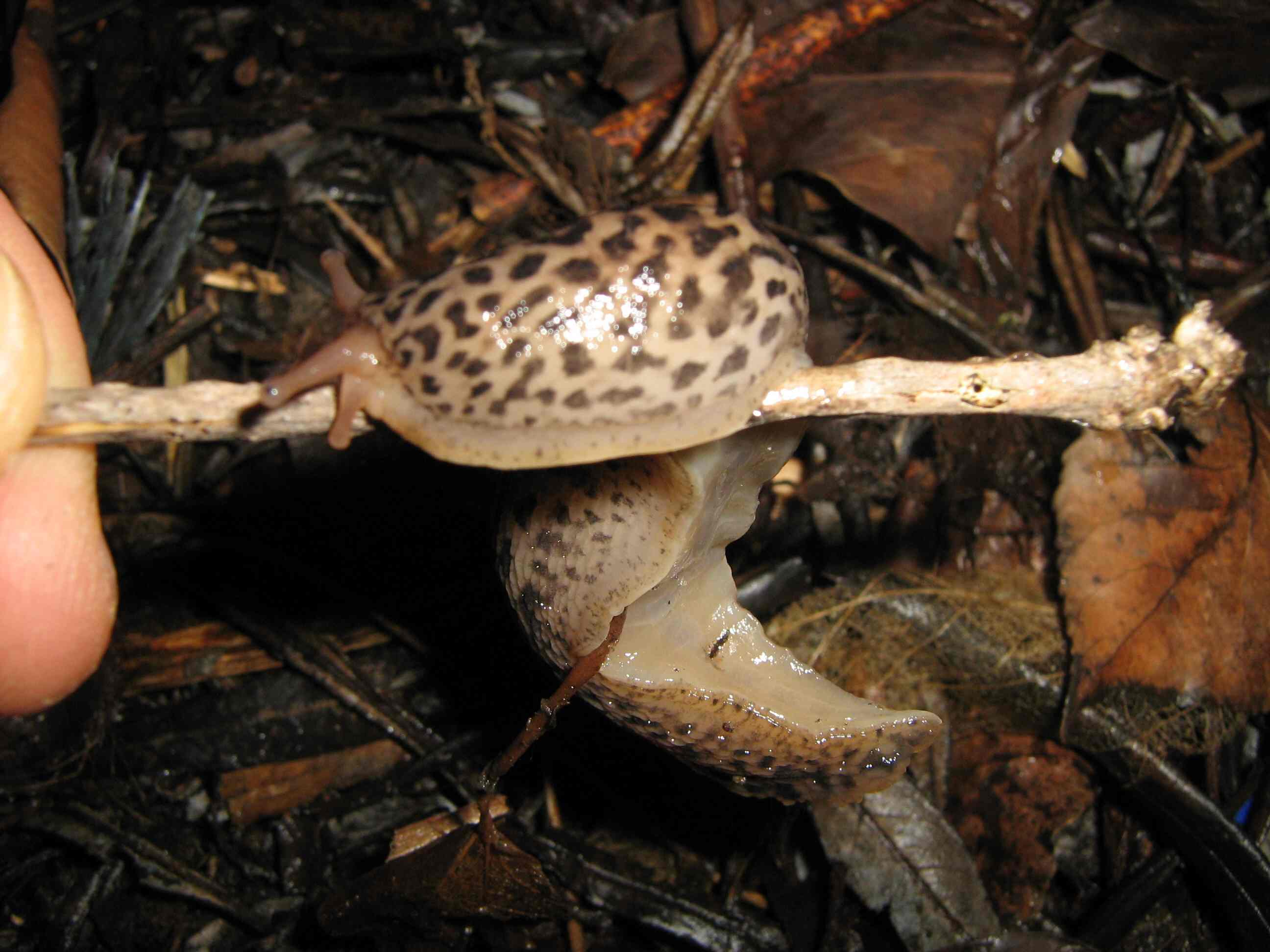 Limax maximus da Cuneo (Piemonte)